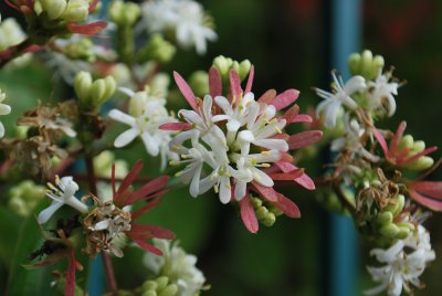 Heptacodium miconioides - sedmisyn - detail květenství